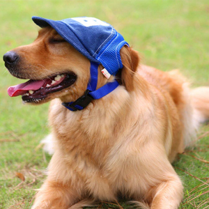 Hundehut, Hundebaseballmütze, Hundehüte mit Ohrlöchern, Baseballmütze für Hunde, Haustiermütze